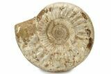Jurassic Ammonite (Kranosphinctes?) Fossil - Madagascar #242305-2